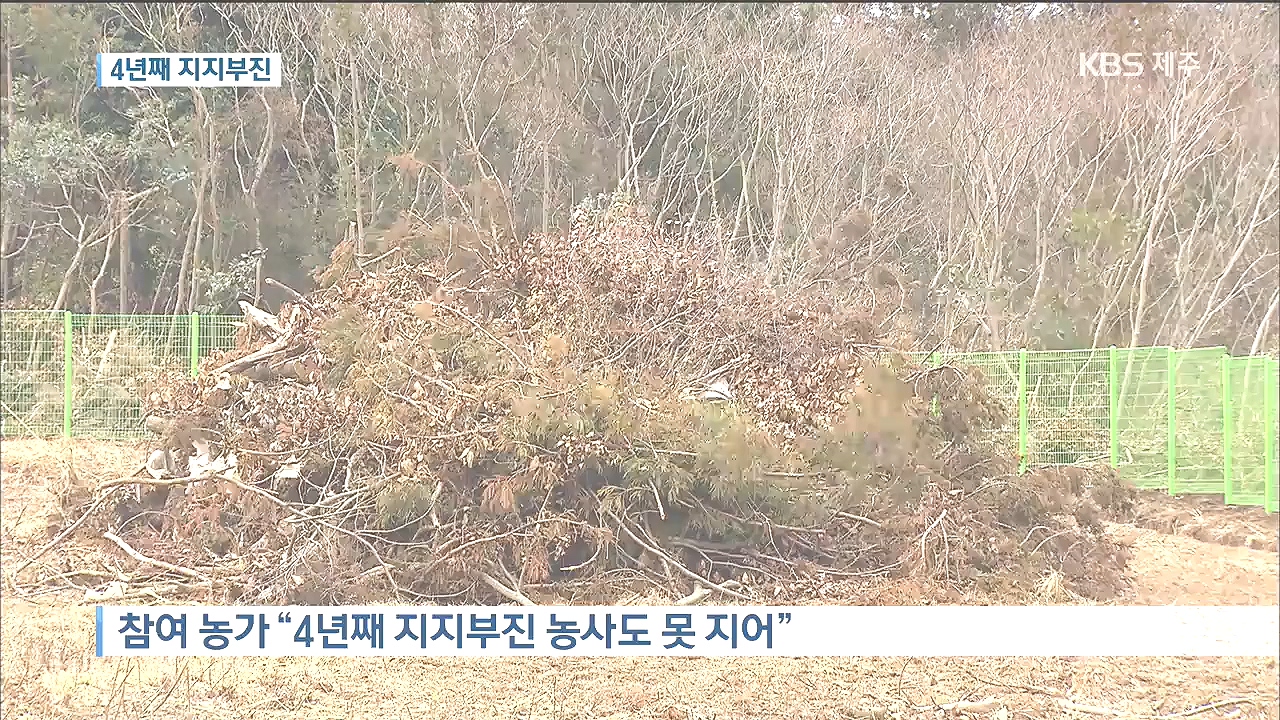 <태양광기획>감귤원 태양광...4년째 지지부진