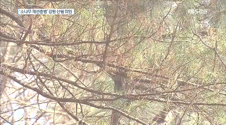 재선충 청정 강원까지 위협…산림 지키기 안간힘