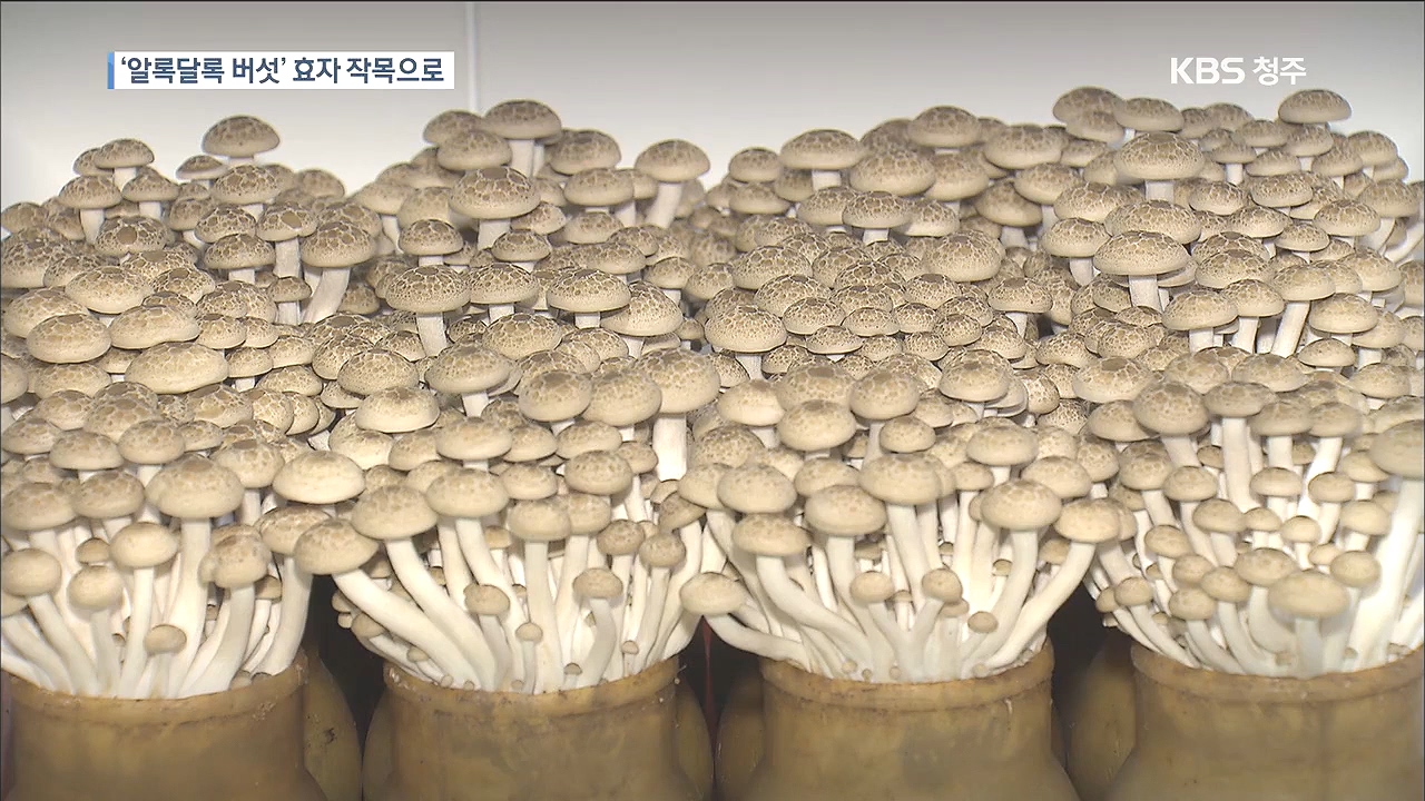 버섯도 컬러시대 ...로열티 부담 줄여