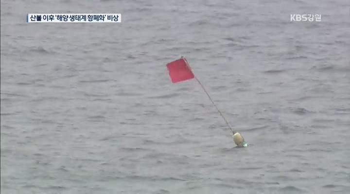 산불 후폭풍 '해양생태계 황폐화' 비상