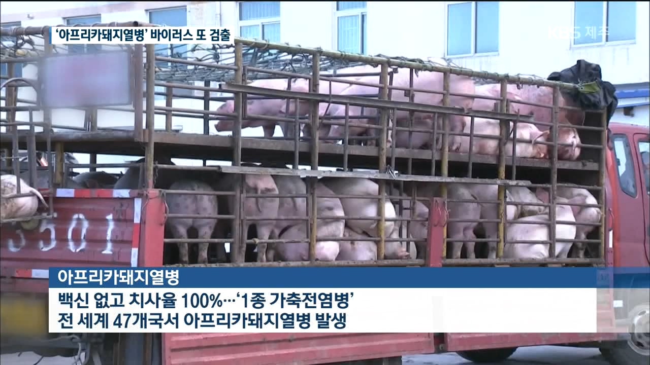 <'아프리카돼지열병'> 바이러스 또 검출…방역 비상