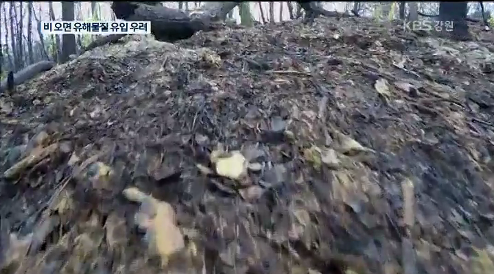산불 후폭풍 '해양생태계 황폐화' 비상