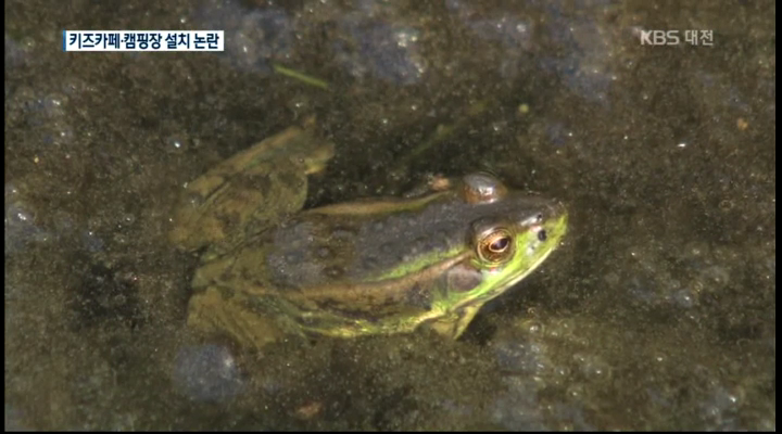 '금개구리' 세종 중앙공원 2구역에 키즈카페·캠핑장?