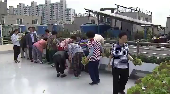 도심텃밭..'작지만 확실한 행복'